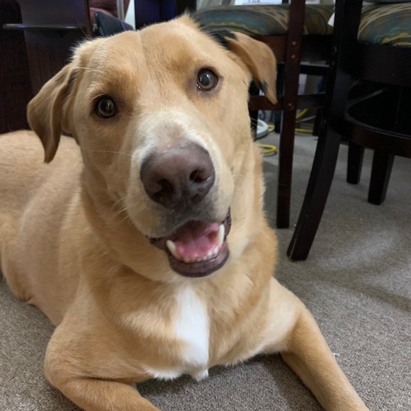 Meet your Posher, Harley - Picture 1 of 1